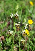 Ophrys pinguis